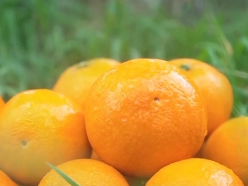 农产品踏上“碳足迹” 这个新标尺让柑橘“甜”上加“值”