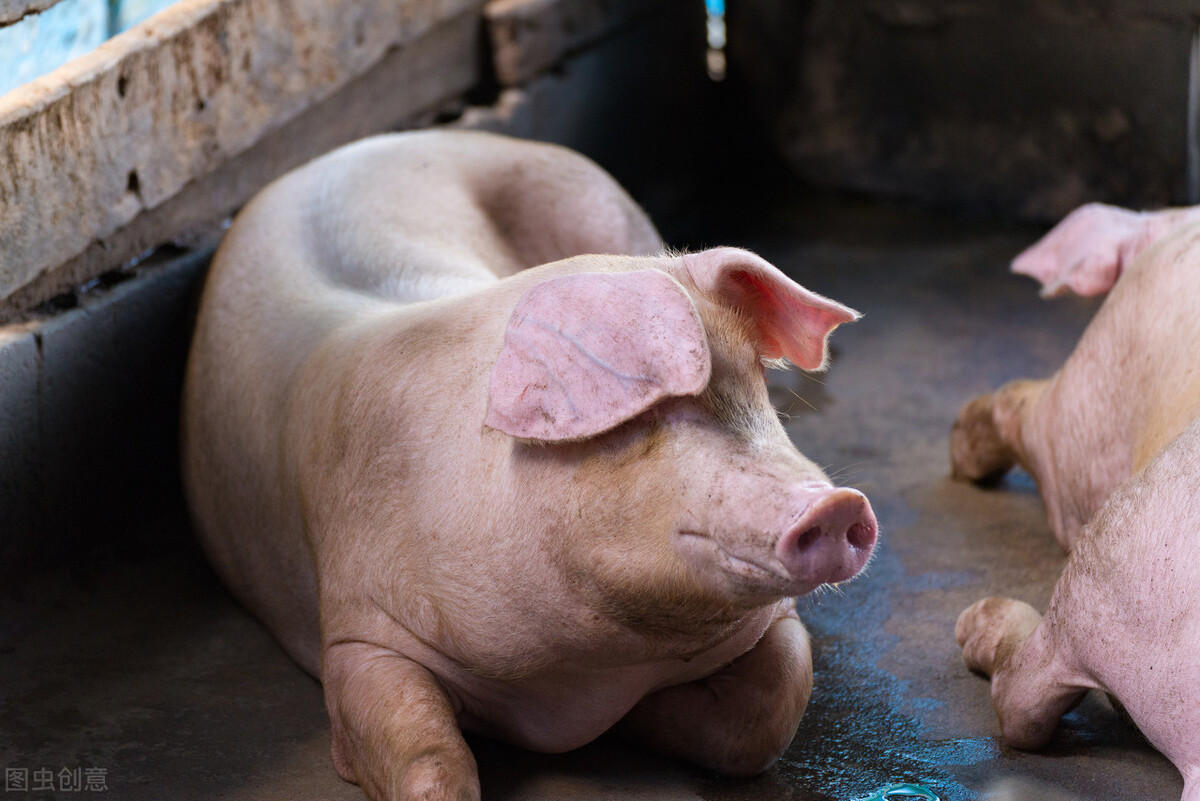 想知道猪蓝耳病如何治疗来这里就对了