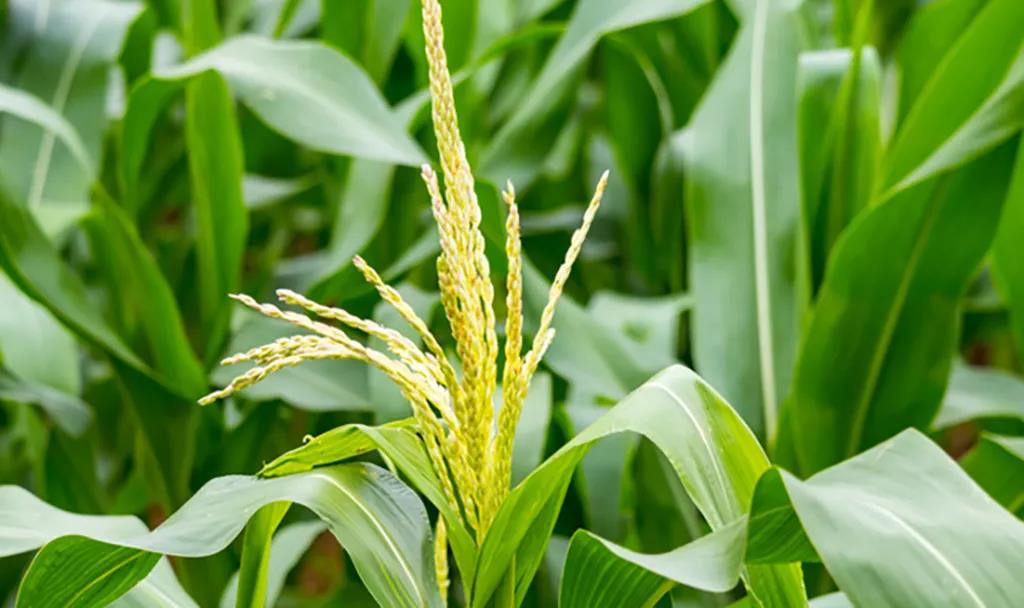 玉米控旺增产
