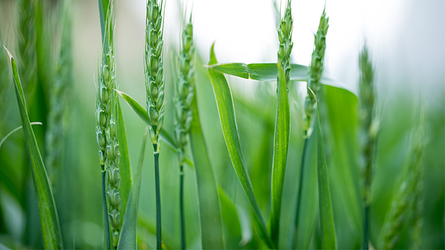 磷酸二氢钾在小麦上的作用