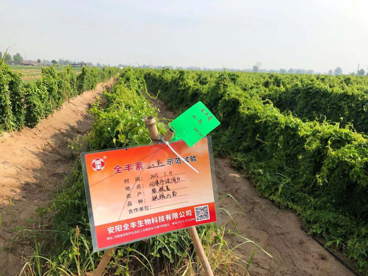 全丰素铁棍山药实验