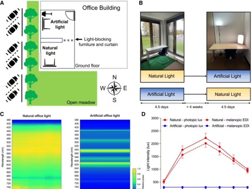 办公室坐哪儿有讲究！Cell Metabol：办公室多晒自然光=控糖神助攻！2 型糖尿病患者血糖更稳、燃脂更强