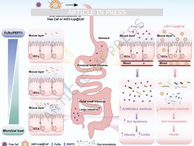 喝牛奶竟让抗生素“增效护肠”？Nat. Commun.‌新突破：杂合囊泡靶向小肠，告别耐药与菌群失调