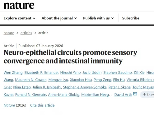 痛感神经元竟是过敏 “始作俑者”！Nature 揭秘神经-免疫对话改写过敏治疗思路