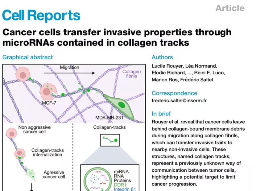 癌症转移为何“越传越凶”？ Cell Rep：癌细胞迁移留“胶原轨迹”，微小RNA催生更多“侵略兵”