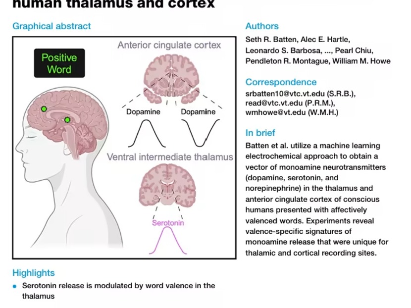 原来“情话”真能激活快乐激素！Cell Rep研究首次揭秘情绪词汇如何操控三大神经调质
