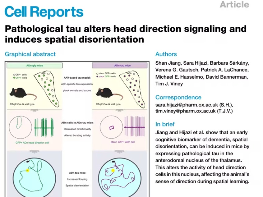 总迷路？别简单当记性差！Cell Rep：病理性tau蛋白会让大脑“指南针”失灵，老年人迷路或为痴呆早期信号