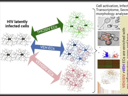 Mol Psychiatr：HIV 潜伏库的“开关”找到了！大脑 ECs 可激活病毒，THC 改造后能强效抑制