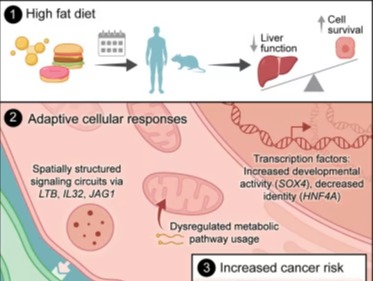高脂饮食会“逼疯”肝细胞！Cell：高脂肪饮食使肝细胞逆转成干细胞样状态，肝癌风险飙升