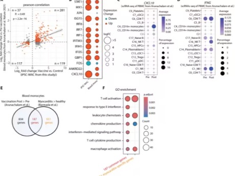 COVID-19 疫苗为何会引起心肌炎？Science 子刊找到元凶！证实 CXCL10-IFN-γ 轴，大豆异黄酮可防护
